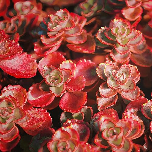Sedum Blood Red Voodoo Species Succulent Seeds - 40 Flower Rock Garden Seeds