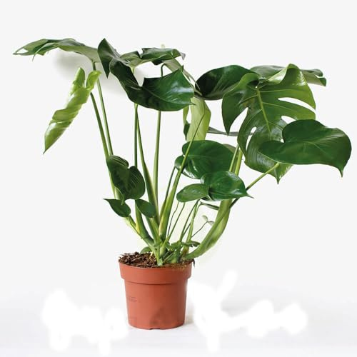 Monstera Deliciosa Natural la Planta de Interior Perfecta para el Hogar