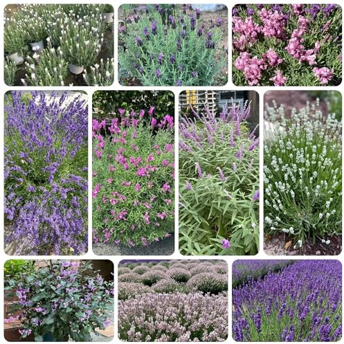 lavendel bio lavendelsamen wildkräuter, luftreinigende zimmerpflanzen 200pcs