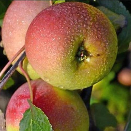 PIANTA DA FRUTTO MELO DECIO in vaso 20 età 2/3 anni