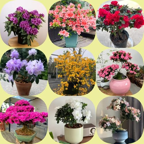 Semi di rododendro e azalea - resistenti vecchie varietà arbusti ornamentali resistenti giardino di arbusti semi selvatici organico da balcone 110pcs