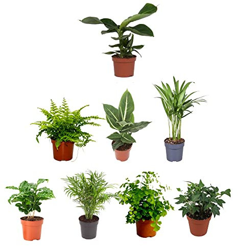 Pack Plantas Interior Hojas Verdes I: Platanera, Helecho de Boston, Dieffenbachia, Palmera Areca, Planta del Café, Chamaedorea, Helecho Adiantum y Hiedra