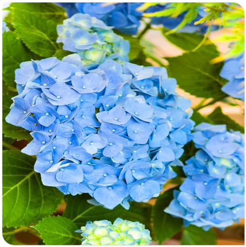 Los bulbos de hortensias de colores mixtos son resistentes al calor y fáciles de cultivar para jardines interiores y exteriores-1bulbo-D
