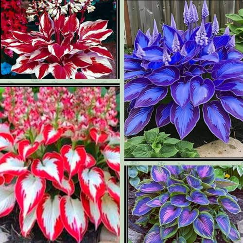 Blooming Gigante Rizoma Hosta-Richiede Poca manutenzione/Decorazione da Giardino/Iridescent,Resistente/Perfetto per chi è sempre indaffarato.-6Rizoma-G