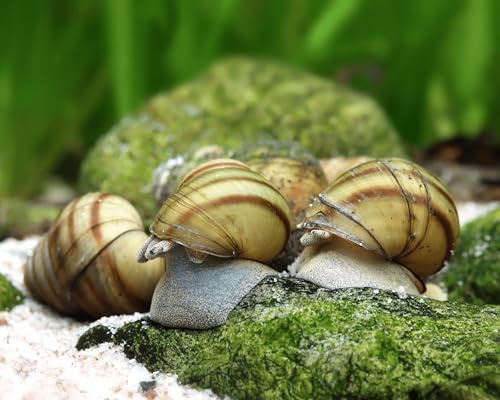 Garnelio Gartenteich Set - 10x Sumpfdeckelschnecke (Viviparus viviparus) & 1x ToxEx Denitrifikationsball - heimische Algenfresser & natürliche Wasserpflege für den Teich