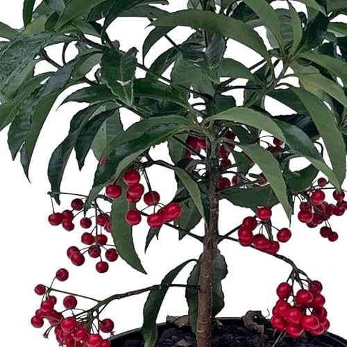 Ardisia Crenata Natural Arbusto de Invierno para una Decoración Especial