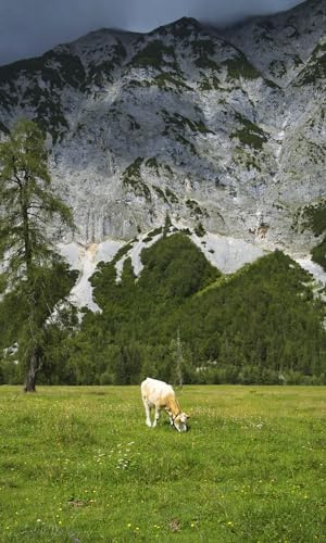 Rasch Tapete 364637 - Fototapete auf Vlies mit Bergen und einer Kuh auf einer Wiese in Grün und Grau aus der Kollektion Magicwalls - 2,65 m x 1,59 m (LxB)