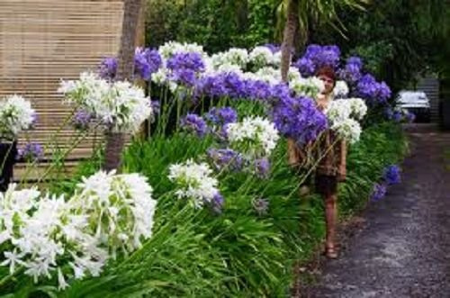 25+ AGAPANTHUS BLANCO Y VIOLA MIX giglio della SEMI NILE FIORE/PERENNE