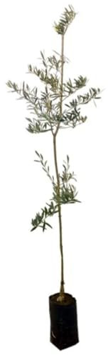 Árbol Olivo Hojiblanca, 140-150 cm. Olea europaea. Variedad productiva, con aceitunas de sabor afrutado. Segura Garden.