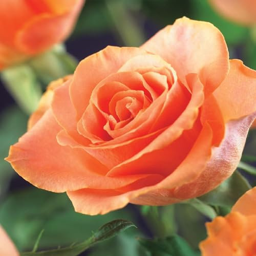 GreenboutiQ - Kletterrose - Rosa Orange Climber - Blüte Orange - Wenig Pflege - 2 Pflanzen - Topf 11cm Höhe 40cm