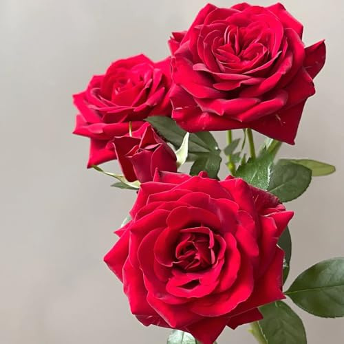 semillas de rosas resistentes, semillas de rosas decoraciones florales, plantas para lugares soleados, plantas de rosas para semillas resistentes al exterior, Balcón de semillas de 900pcs