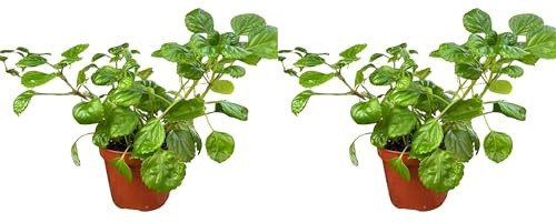 Planta del Dinero Natural, 2 Macetas de 12 cm | Plectranthus Verticillatus, Planta de Interior con Significado, Fácil Mantenimiento y Gran Crecimiento
