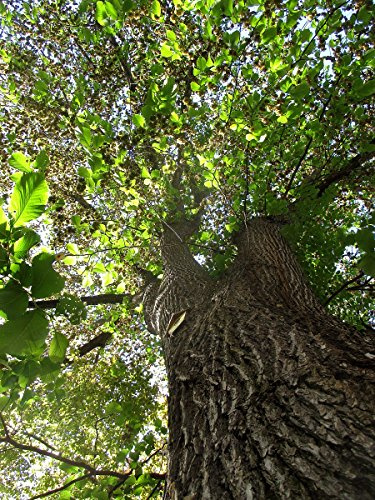 1000 Samen Bergulme -ulmus glabra-