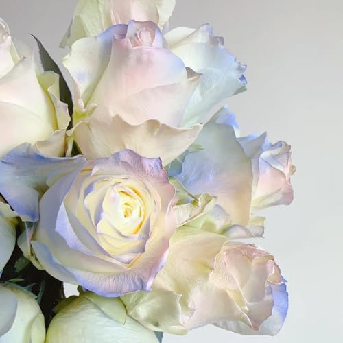 semillas de rosas - jardín perenne resistente exóticas orgánicas 200pcs