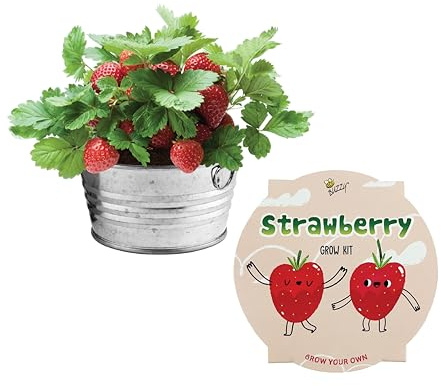 BUZZY Seeds Mini Basin Gardening Kit with Strawberry Seeds for Planting, Flowering Fruit Starter Set, Indoor Plants, DIY Plant Project, Party Favor