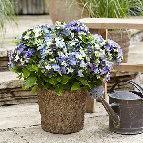 Hydrangea Plants Outdoor Garden Ready macrophylla 'Lady MATA Hari Blue' Royalty Collection Deciduous Hardy Shrub Easy to Grow Your Own Garden Flowers 1x 2-Litre Potted Plant by Thompson & Morgan