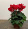 graines de fleurs de cyclamen 100pcs rouge