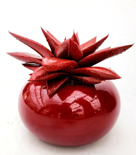 POWERS TO FLOWERS - HAWORTIA COLOR LIFE RED MARS, ÌN VASO CERAMICA SFERICO ROSSO, ECHEVERIA, CACTUS, Pianta vere