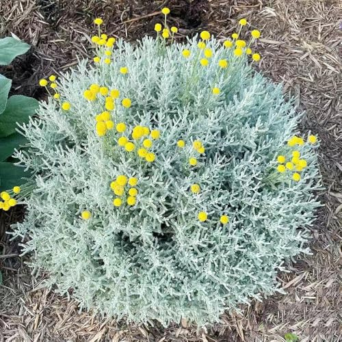 Santolina chamaecyparissus semi da giardino balcone con parterre balcone resistente bonsái interni semi primavera tagliati autunno riverdimento tetti 250pcs