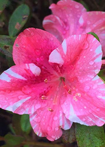 Azalea Dogwood - 3 Live Plants - Pink and Red Flowering Rhododendron