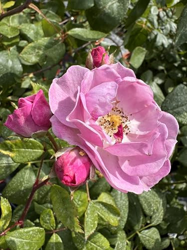 Lilac Bouquet - Climbing Rose - 4L Potted
