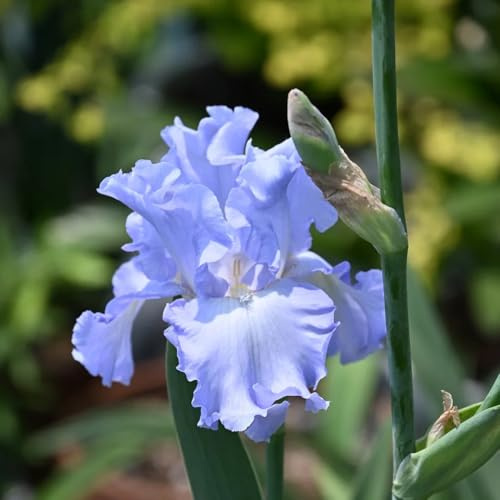 Bulbos de iris perenne resistente - jardín, balcón raras decorativas 4pcs