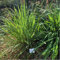 Lot de 200 Graines Semences de Citronnelle - Citron - Aromatique - 34