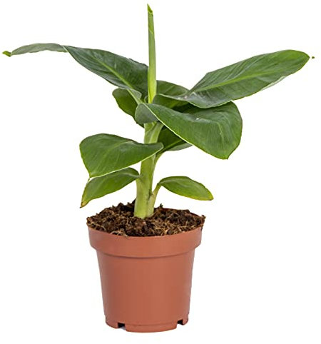 Bloomique - Musa Dwarf Cavendish - Bananier nain - Plante d’intérieur - Dépolluante - Sans danger pour les animaux - 20-30 cm de haut - Pot 12 cm