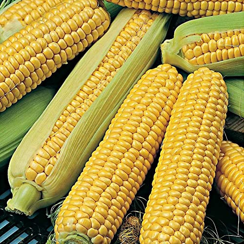 Sweetcorn Golden Bantam Seeds – Long Delicious Corn on Cob – Sweet & Early Traditional Variety – Gardeners Favourite – for Your Beautiful Garden