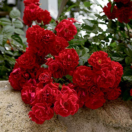 SPRING HILL NURSERIES - Red Ribbons Groundcover Rose Dormant Bare Root Shrub (1-Pack)