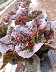Lettuce Petite Rouge 2,000 Seeds