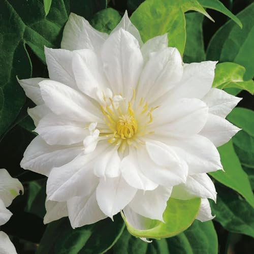 Clematis Duchess of Edinburgh - Live Plant in a 3.5 Inch Growers Pot - Bold and Beautiful Starter Flowering Vine Ready for The Garden