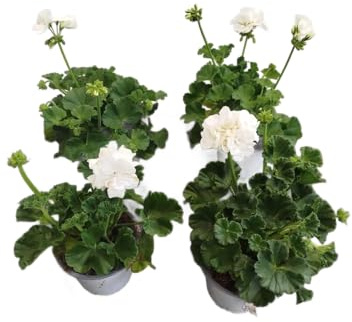 Set 4 Geranios Blancos - DECOALIVE - Geranios Flores Blancas - Pack 4 Unidades