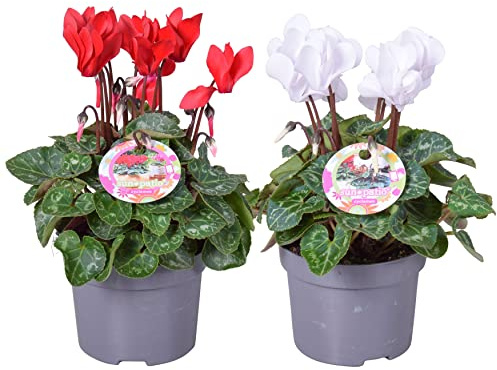 Flores Naturales de Exterior Pack de 2 Violetas de Persia Flores de Colores