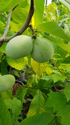 Asimina triloba (De semis) Par 10 / Asiminier (Paw Paw) / Racine nue/Fruitier