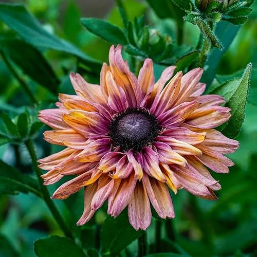 Rudbeckia Sahara Samen – Sonnenhut Karamell Creme Bronze – 25 Korn – Bienenfreundliche Schnittblume – Herbstblüher für Garten, Beet & Balkon – Cool Flower – Wuchshöhe bis 60cm