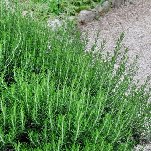 Semillas de ajedrea - jardín raras orgánicas en balcones invernaderos jardín rocas interior exóticas balcón variedades antiguas 300pcs