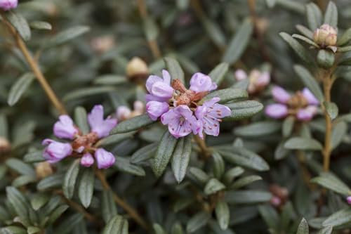 Rhododendron hippophaeoides 30-40 cm – Winterhart, Immergrün, Mehrjährig – Rhododendron – Zierstrauch für Garten & Kübel