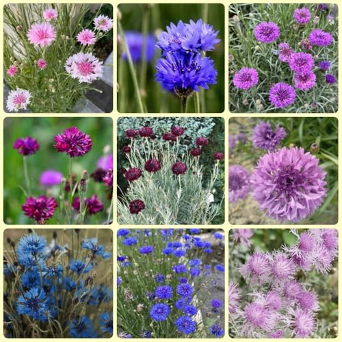 Semillas de aciano perenne resistente, centaurea cianus, semillas de silvestres 600pcs