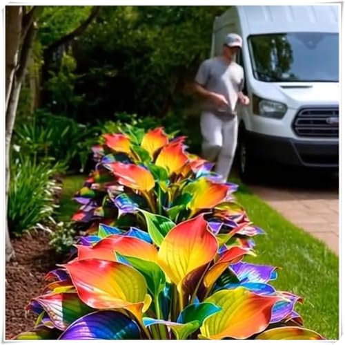 Bulbi di Hosta -Hosta da giardino all'aperto, resistente al freddo e tollerante all'ombra, adatta per la coltivazione lungo i bordi di aiuole e fiorier-4 Bulbi