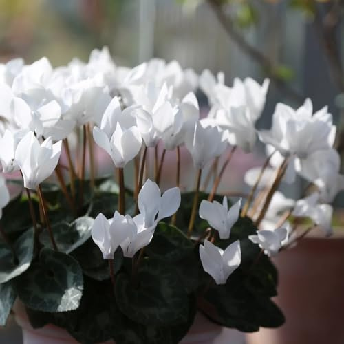 Semi di ciclamino, acquistare un ciclamino resistente Ciclamino persicum, balcone semi da giardino Le da giardino sono 350pcs