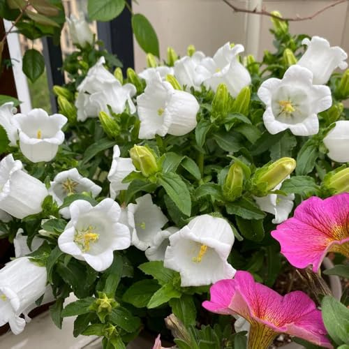 semi di campanula - giardino resistenti biologici, balcone 150pcs