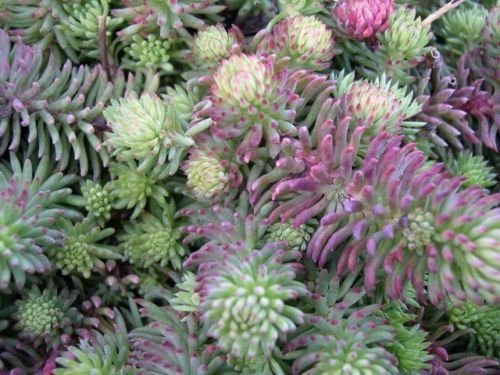 Graines de fleurs vivaces SEDUM ORACLE Paquet de 100 graines