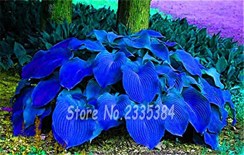 50Pcs / Pack raro Semi di hosta Perenni Fiore di Giglio Pizzo Bianco FAI da te Giardino domestico Copertura del terreno Pianta