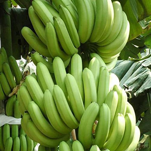 Saterkali Bananensamen, 100 Stück Bananensamen für den Außenbereich, Garten, köstliche süße essbare Obstbaumpflanze Bananensamen