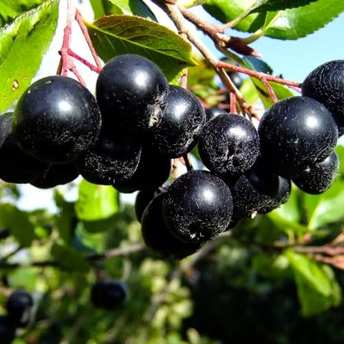 Aronia Nero 2L - Resistent gegen Krankheiten und Frost