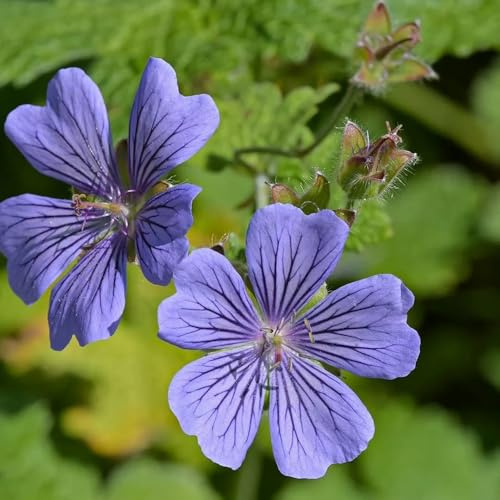 storchschnabel, kräutergarten gartenpflanzen storchenschnabel exotische winterhart für sonnige plätze bodendecker gartenkräuter 300samen