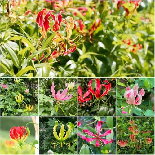 bulbos de - Bulbos de lirio llama trepadoras resistentes bonsái verano resistentes para el jardín jardín en decoración balcones 5pcs