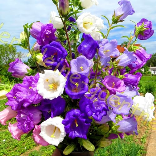 500 Samen Marienglockenblume Campanula medium farbenfrohe Mischung Glockenblume zweijährig Blumensamen von der-kleine-gaertner