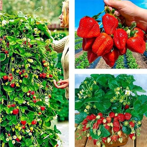 Erdbeerpflanzen 'Albion' Klettererdbeeren, Immertragende ab März - Set mit 10 Pflanzen ERDBEEREN - Winterhart, Mehrjährig Frostbeständig, Sommerertrag für Garten und Balkon